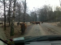 Natuurtechnische bosomvorming Gemeente Oss